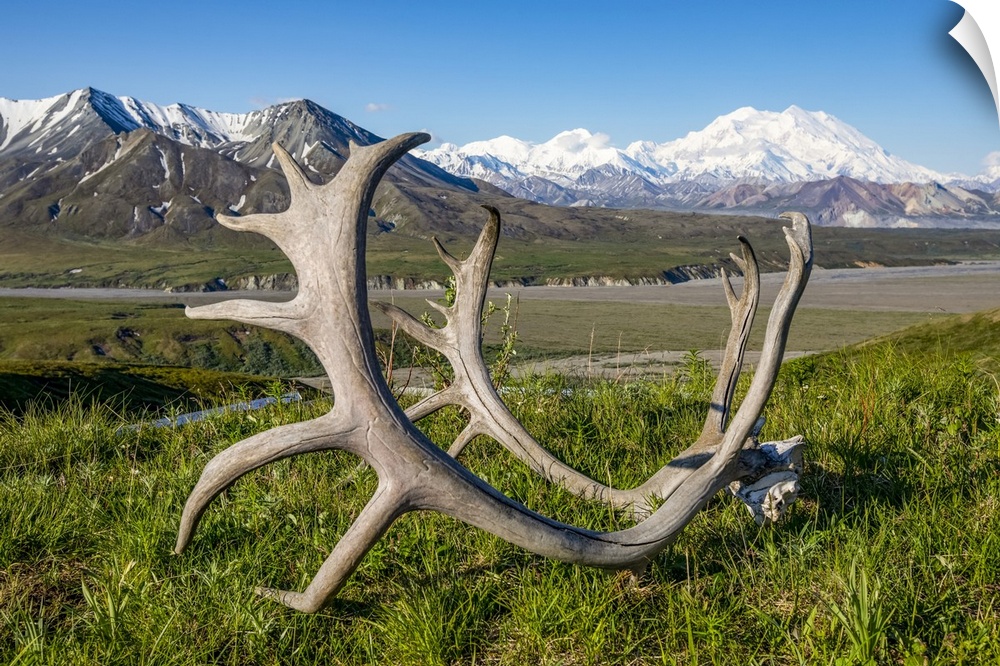 Caribou antlers sit on the grass in the foreground with a view of Denali and the Eielson Visitor Center, Denali National P...
