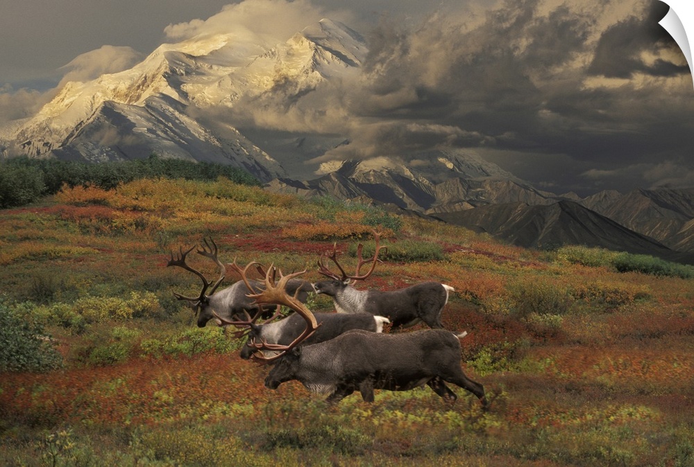 Compostie Caribou Graze On Tundra During Autumn With Mt. Mckinley In The Background In Denali National Park, Alaska Composite