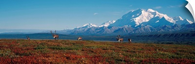 Caribou On Tundra With Mt McKinley, Denali National Park, Interior, Alaska
