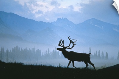 Caribou Walking Denali Natl Park Fog Alaska Composite