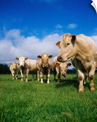 Cattle, Charolais