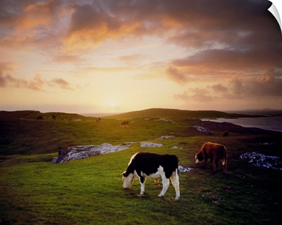Cattle, Mannin Bay, County Galway, Ireland