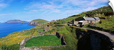 Cattle On The Road, Slea Head, Dingle Peninsula, Republic Of Ireland