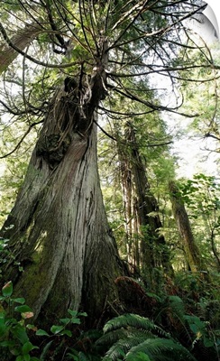 Cedar And Fir Trees, Meares Island, British Columbia, Canada