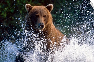 Charging Grizzly splashing through water