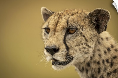 Cheetah Is Staring Into The Distance, Close-Up Of Her Face And Neck, Serengti, Tanzania