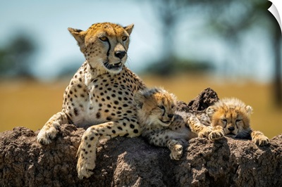 Cheetah Lies On Mound With Sleepy Cubs, Serengeti National Park, Tanzania