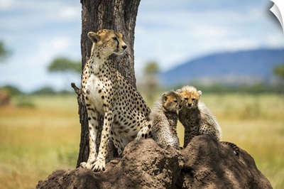 Cheetah Sits On Termite Mound By Cubs, Serengeti National Park, Tanzania