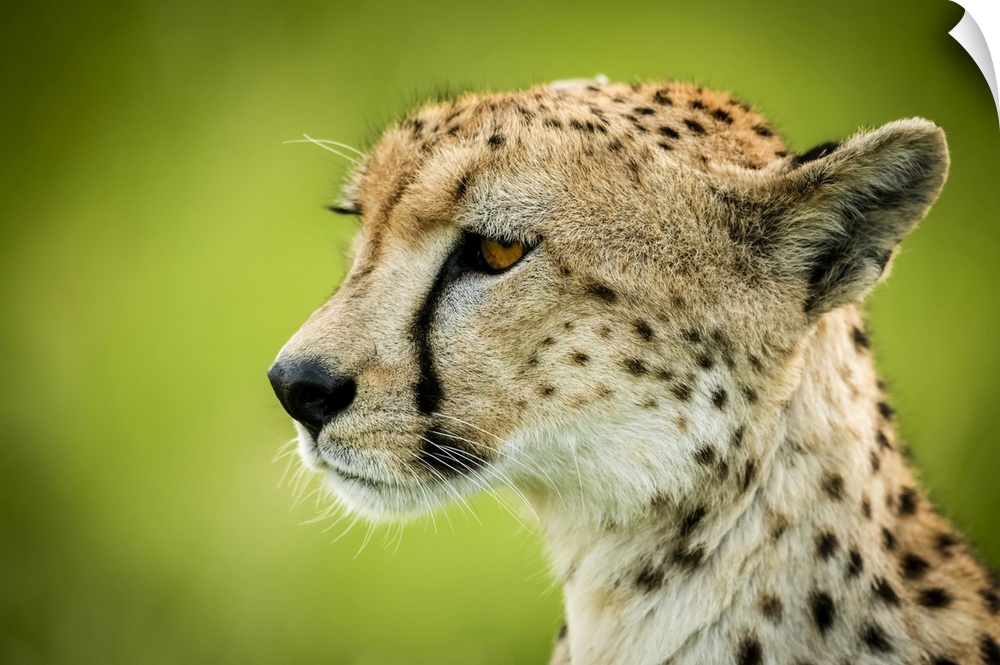 Close-up of cheetah (Acinonyx jubatus) sitting with green bokeh, Grumeti Serengeti Tented Camp, Serengeti National Park; T...