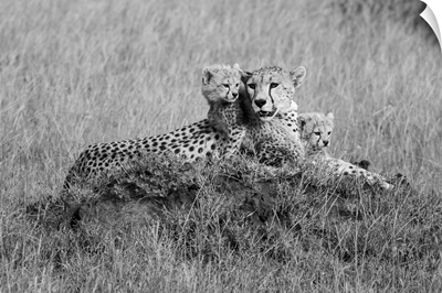 Cheetahs, Mother With Young Cubs Resting, Grassy Savanna, Grumeti Game Reserve, Tanzania