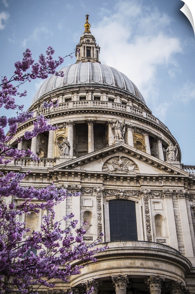 A Cherry Blossom Tree Blooms Beautiful Pink Flowers In Front Of St. Paul's Cathedral; London, England