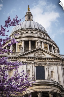 Cherry Blossom Tree Blooms Beautiful Pink Flowers, St. Paul's Cathedral, London, England