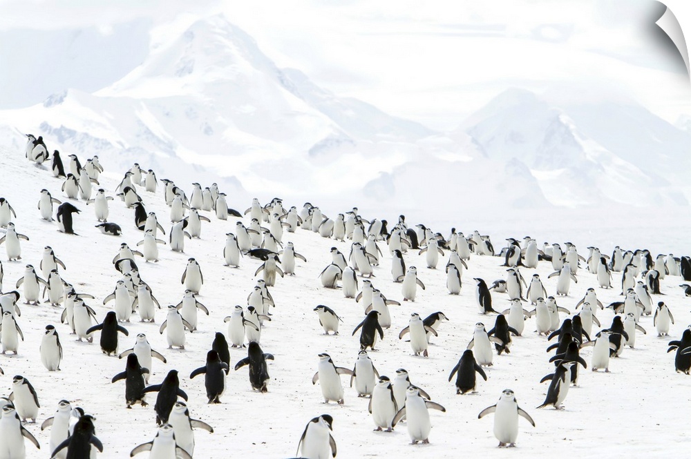 Chinpstrap penguins on a snowy hillside.