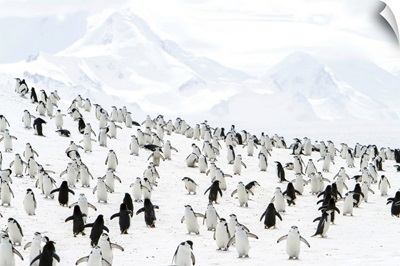 Chinpstrap Penguins On A Snowy Hillside