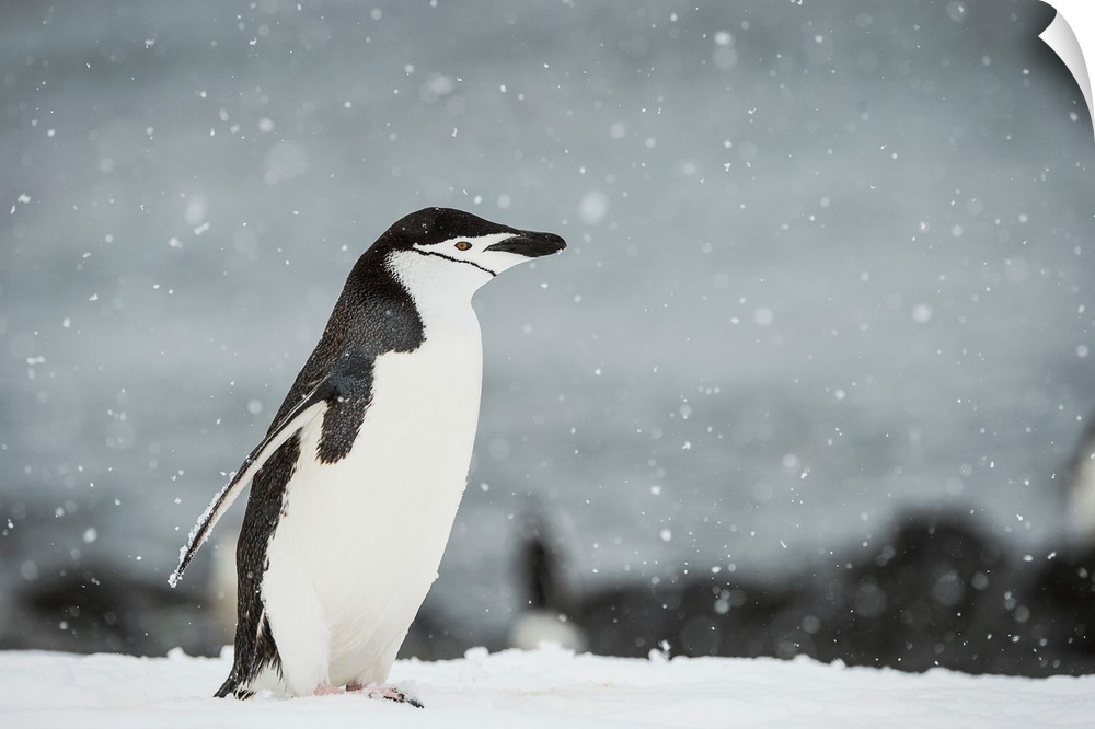 Chinstrap Penguin (Pygoscelis antarctica) in a snowfall, Half Moon Island, South Shetland Islands, Antarctica.