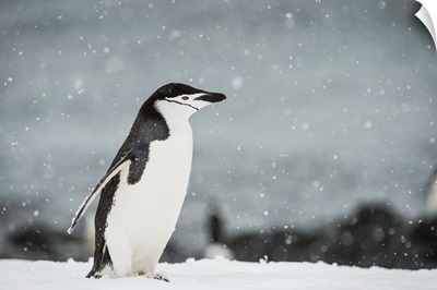 Chinstrap Penguin in a snowfall, Half Moon Island, South Shetland Islands, Antarctica