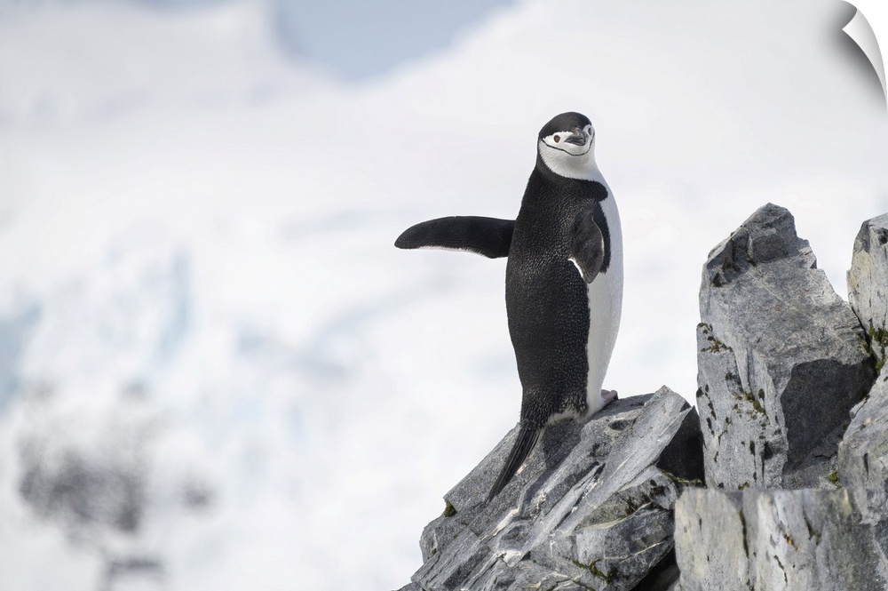 Chinstrap penguin (pygoscelis antarcticus) stands on rock waving flippers, antarctica.