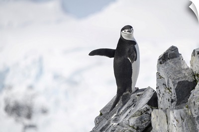 Chinstrap Penguin (Pygoscelis Antarcticus) Stands On Rock Waving Flippers, Antarctica,