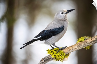 Clark's Nutcracker Perched On Branch With Colorful Lichens, Silver Gate, Montana