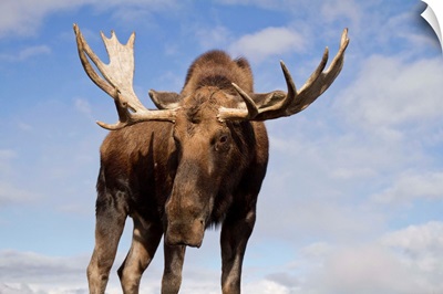 Close up and low angle view of a bull moose, Alaska Wildlife Conservation Center