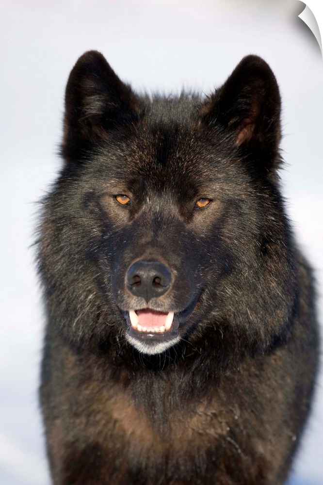 Close-Up Archipelago Wolf In Black Color Phase, Southeast Alaska