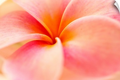 Close-Up Detail Of Pink And Orange Plumeria (Frangipani) Flower