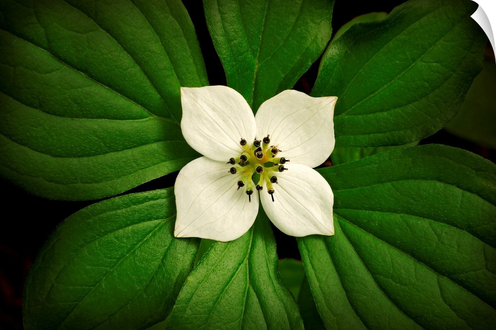 Photograph of bright flower with huge leaves surrounding it.