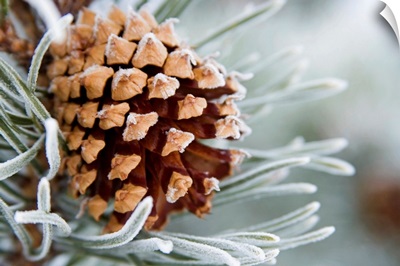 Close-Up image of frost-covered pine cone on branch in winter