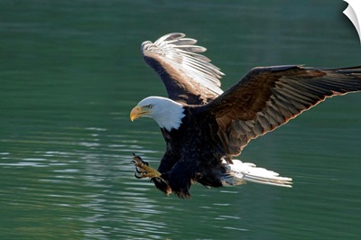 Close up of a Bald Eagle catching a fish out of the Inside Passage waters
