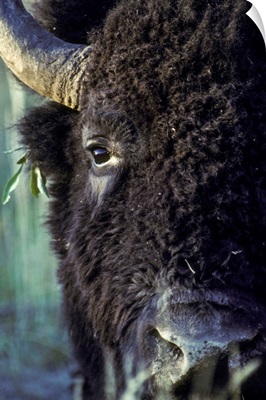 Close-Up Of A Bison Bull With Leaves Tangled In His Ear, Yellowstone National Park