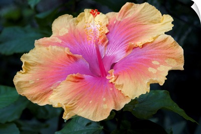Close up of a bon temps hibiscus flower.; Wellesley, Massachusetts.