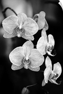 Close-up of a branch of orchids