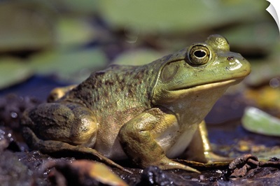 Close-Up Of A Bullfrog