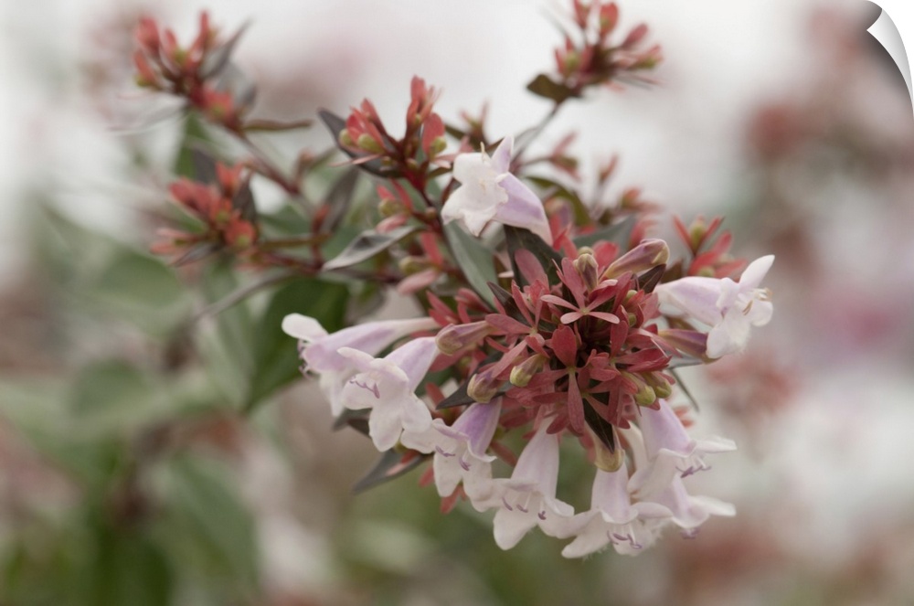 Close up of a cluster of abelia flowers in fog. Orleans, Cape Cod, Massachusetts.