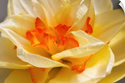 Close up of a daffodil cultivar, Narcissus species, in springtime.; Boylston, Massachusetts.