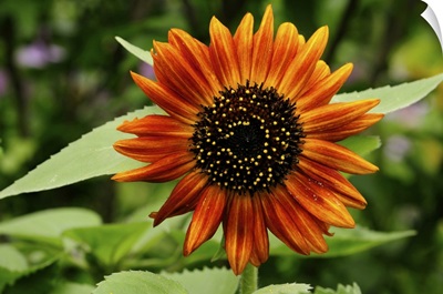 Close Up Of A Deep Orange Sunflower, Lexington, Massachusetts