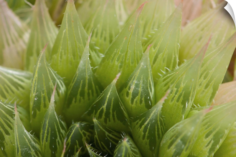 Close up of a desert succulent plant, Haworthia comptoniana.