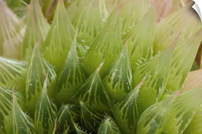 Close up of a desert succulent plant, Haworthia comptoniana.; Wellesley, Massachusetts.