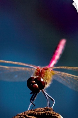 Close Up Of A Dragonfly