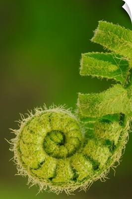 Close up of a fern opening a new leaf in springtime, Ohio