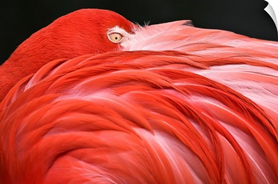 Close Up Of A Flamingo Resting Its Head On Its Back