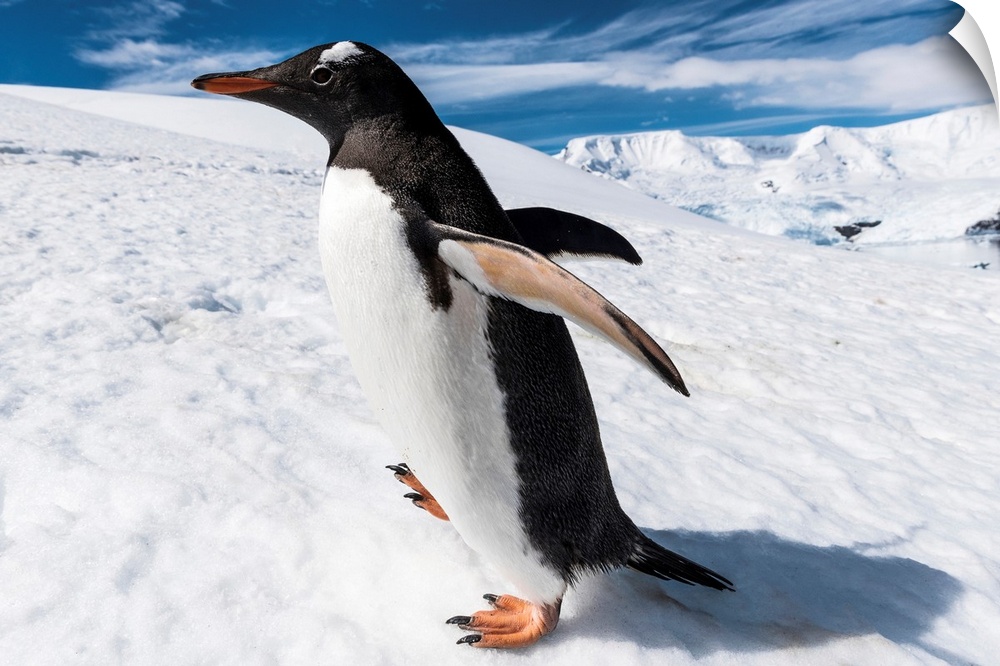 Close up of a Gentoo penguin (Pygoscelis papua), Neko Harbor, Antarctica .
