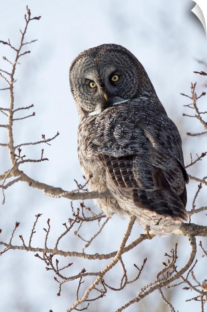 Great Gray owl in West Anchorage during the winter of 2012. Owl is looking at camera. Southcentral Alaska. Winter.