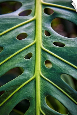 Close up of a green leaf with holes in it; Hawaii