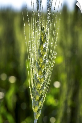 Close Up Of A Green Wheat Head With Dew Drops, East Of Calgary, Alberta, Canada