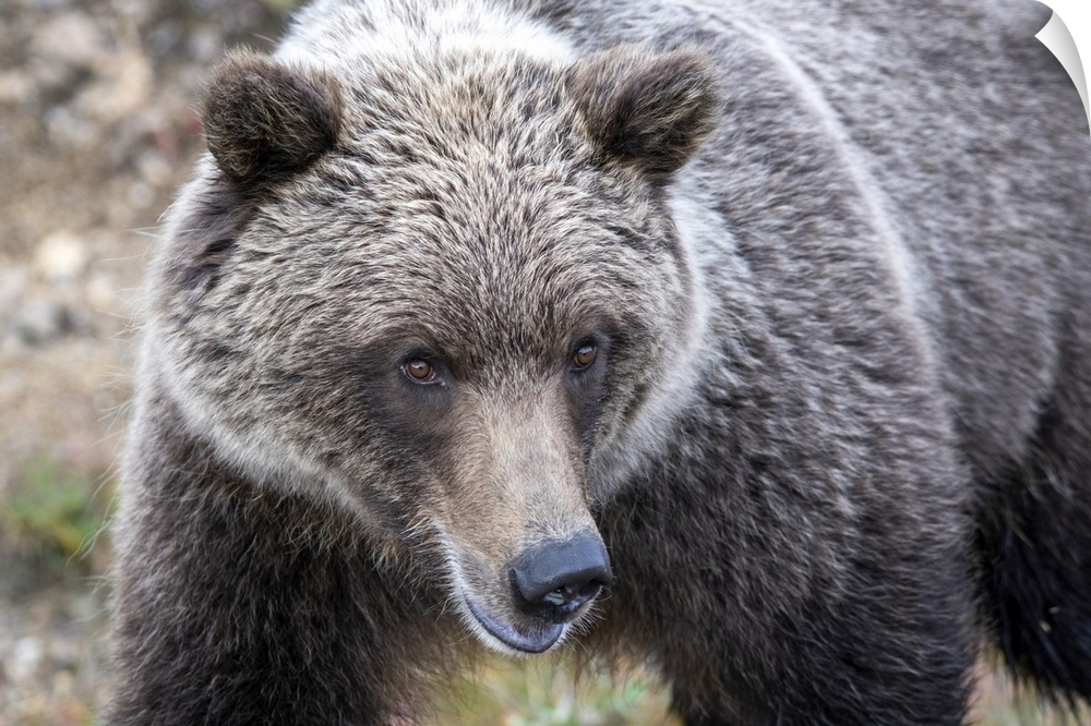 Close-up of a grizzly bear (ursus arctos horribilis) in Denali national park and preserve, Alaska, united states of America.