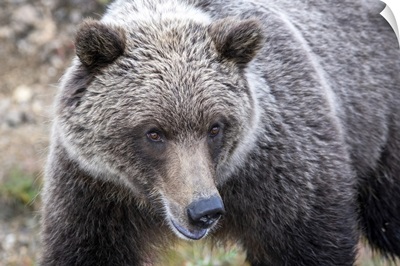 Close-Up Of A Grizzly Bear In Denali National Park And Preserve, Alaska