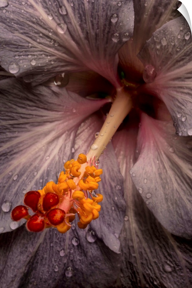 Close up of a Hibiscus flower with water droplets; Hawaii, United States of America