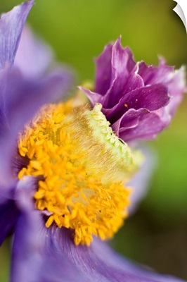 Close up of a Himalayan poppy growing in Anchorage. Summer in Southcentral Alaska
