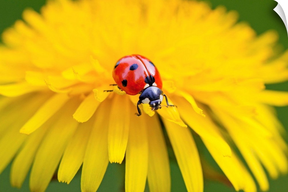 Close-up of a ladybug crawling on a petal of a yellow blossom, Oregon, united states of America.